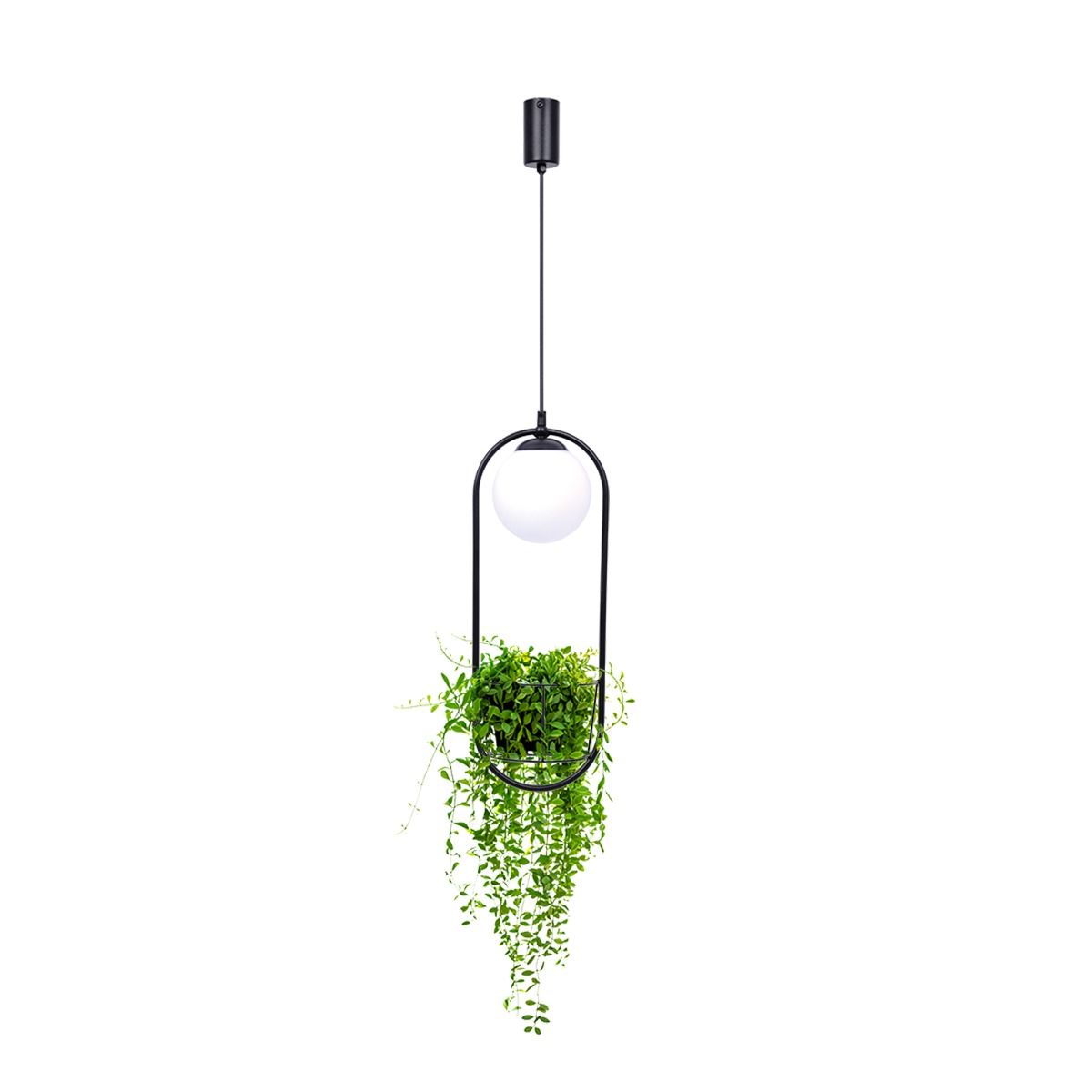 5003 PLANT 1 PENDANT LAMP